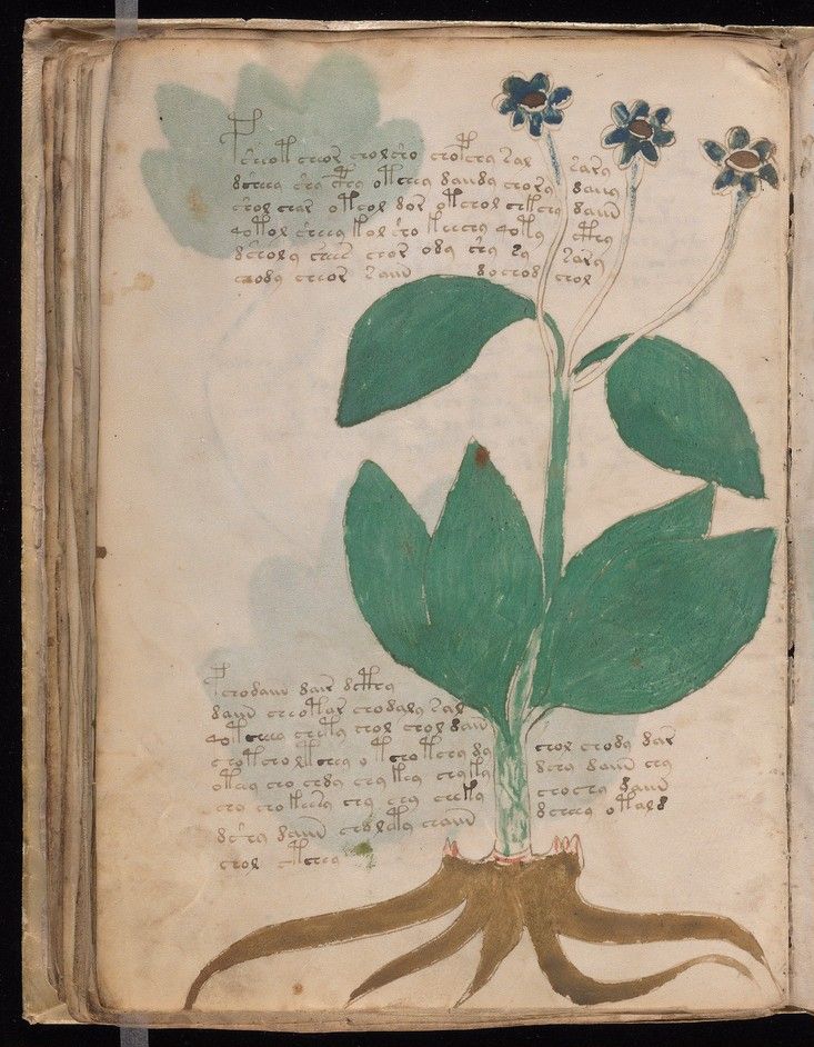 The Plant That Does Not Exist